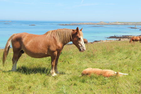 Trait Breton mare and lying down foal in a field near the sea in Brittanyの写真素材