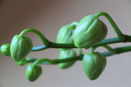 Bud of white flower orchidの写真素材