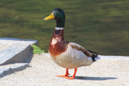 Male mallard duck on the bank of a river during springの写真素材