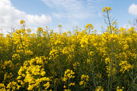 Field of canola with yellow flowers in Brittany during spring