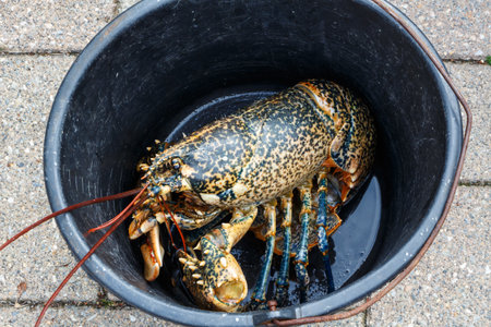 Breton alive lobster in a bucket after fishing in Brittany