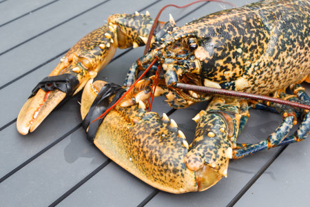 Breton alive lobster after fishing in Brittanyの写真素材