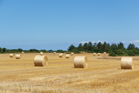 Straw bales in a field in Brittany during summer