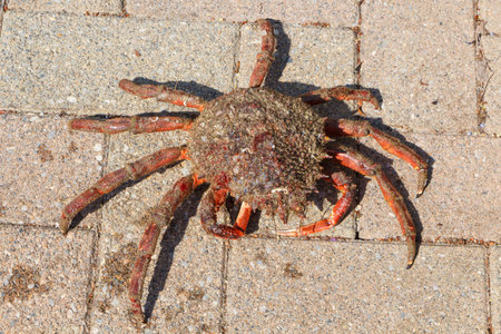 Alive spider crab on pavement after fishing in Brittanyの写真素材