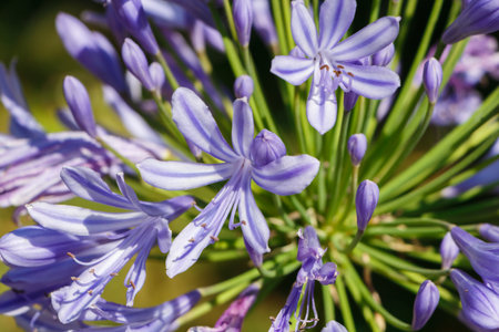 Purple agapanthus flower in a garden during summerの写真素材