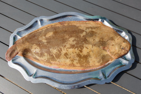 Common sole on a pewter dish after fishing in Brittanyの写真素材