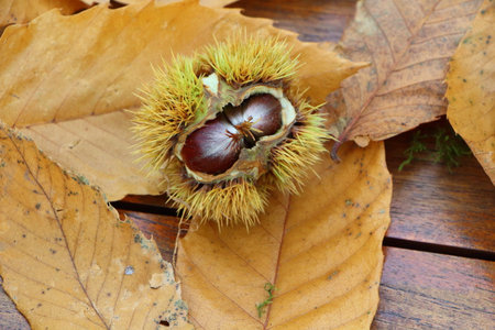 Chestnuts, husk and dead leaves after harvest during autumnの写真素材