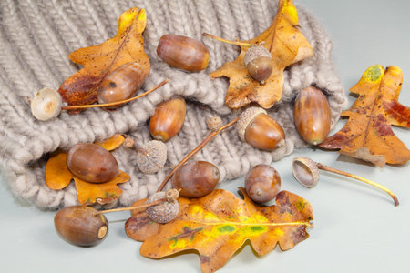 Acorns, dead leaves and cupules on a woolen beige beanie in autumnの写真素材