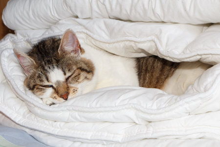 Tabby cat sleeping in a folded duvet on a bedの写真素材