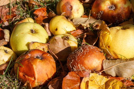 Rotten apples and dead leaves on the ground in an orchard during autumn