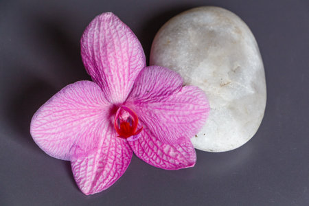 Pink orchid flower and pebble as decoration for a spa