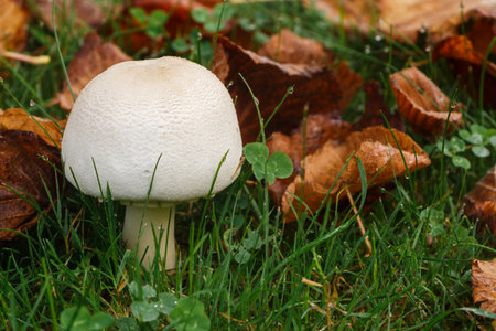 Field mushroom and dead leaves in a garden during autumn