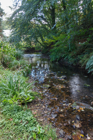 Stream flowing in a forest in Brittanyの写真素材