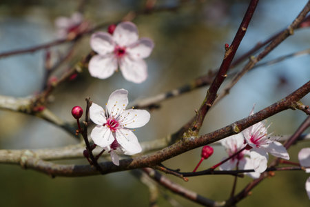 Pink flowers on the branch of a prunus tree in a garden during winterの写真素材