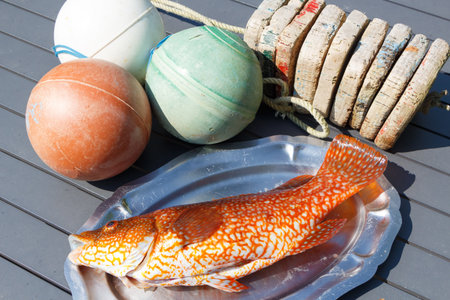 Orange ballan wrasse on a pewter dish after fishing in Brittany and buoys