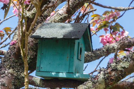 Green birdhouse in a japanese cherry tree in a garden during spring