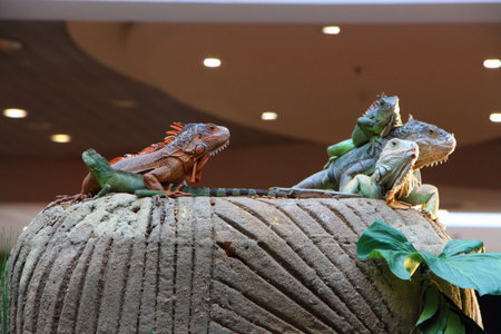 Iguanas and Chinese water dragon on a rock in captivity in a terrariumの写真素材
