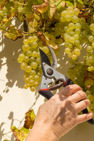 Hand of a woman who cut a bunch of grapes with secateurs on vine stockの写真素材