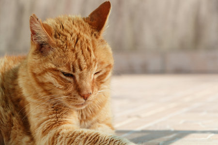 Head of a lying red cat in a gardenの写真素材