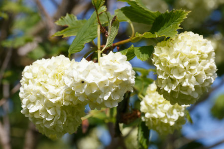 White flowers of guelder rose tree in a garden during spring