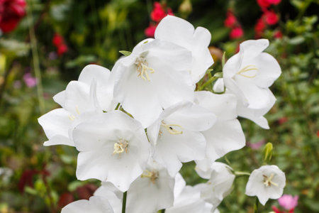 White carpathian bellflowers in a garden during summerの写真素材