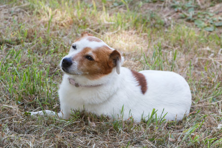 Jack Russel terrier dog lying in a gardenの写真素材