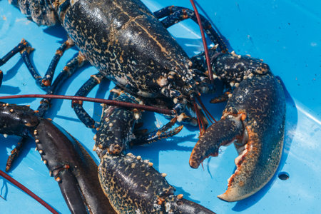 Breton alive lobster in a blue box after fishing in Brittanyの写真素材