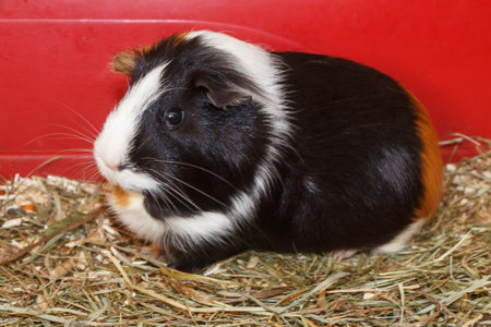 Black, white and brown guinea pig in a cageの写真素材