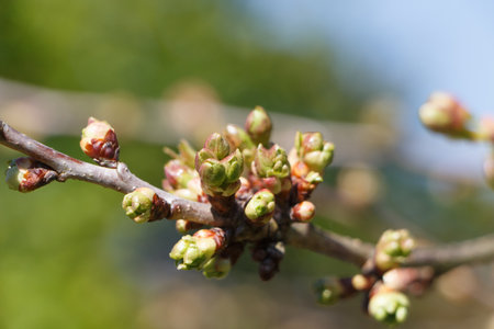 Leaves buds on the branch of a tree at the beginning of spring
