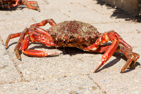 Alive spider crab on pavement after fishing in Brittanyの写真素材