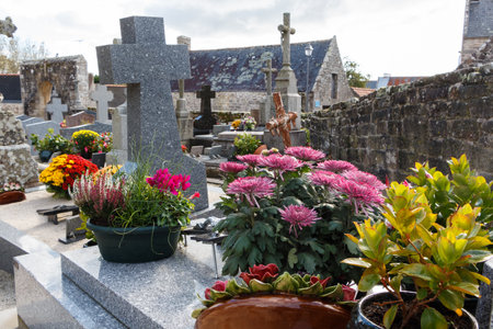 Chrysanthemum plants on a tombstones for All Saints Day in Brittanyの写真素材
