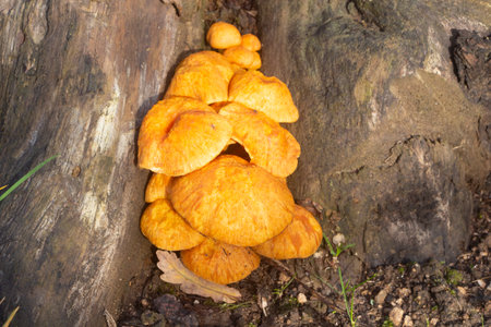 Jack-o'lantern mushrooms on a stump during autumn