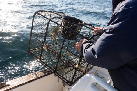 Fisherman bringing back lobster pot in a boat near the cost in Brittany