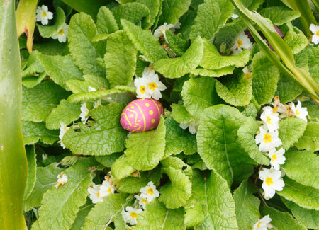 Chocolate egg wrapped in colored paper hidden in a primrose plant for Easter