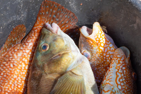 Ballan wrasses in a bucket after fishing in Brittany