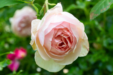 Pink rose in a garden during springの写真素材