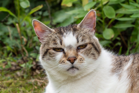 Close-up on a lying down tabby cat in a garden