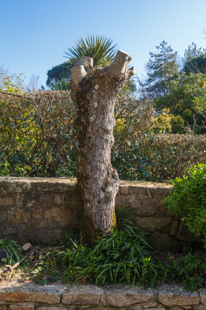 Trunk of a tree after trimming its branch at the beginning of spring