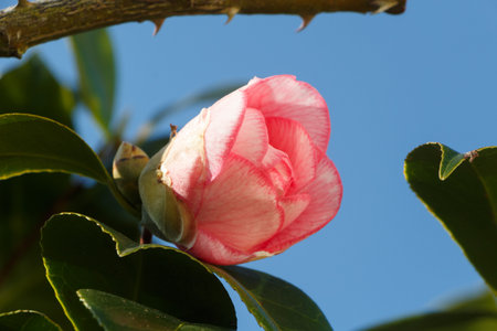 Pink flower of camellia in a garden during a sunny day in winterの写真素材