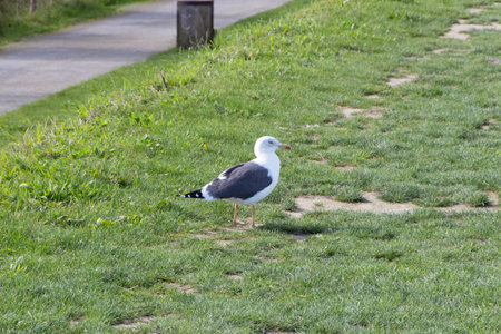 Seagull landed in a field in Brittanyの写真素材