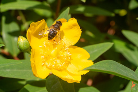 Bee pollinating an hypericum flower in a garden