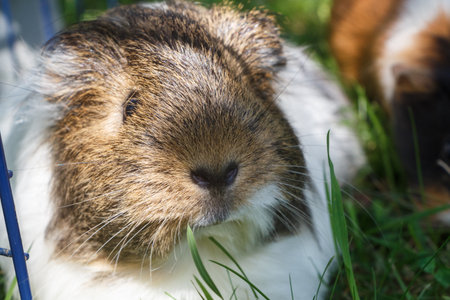 Guinea pig in the grass of a garden