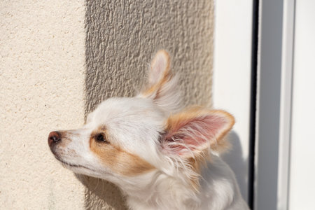 Head of a white chihuahua in a gardenの写真素材
