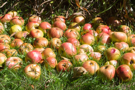 Rotten apples on the ground during autumn