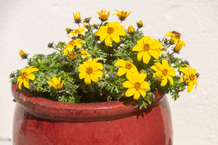 Planter with apache beggarticks flowers in a garden during summer
