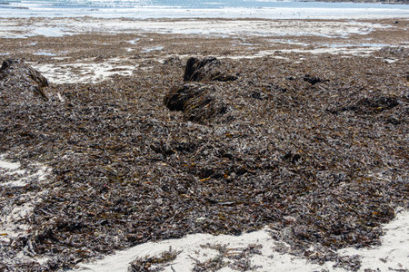 Seaweed landed on the sand of a beach in Brittanyの写真素材