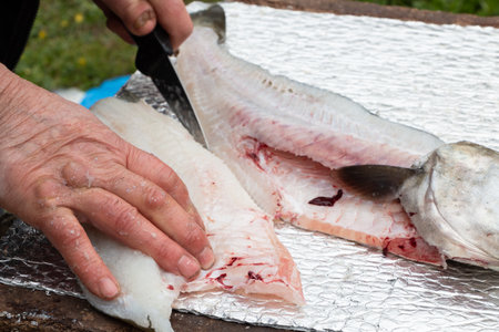 Fisherman cutting fillet on a pollack after fishing in Brittany