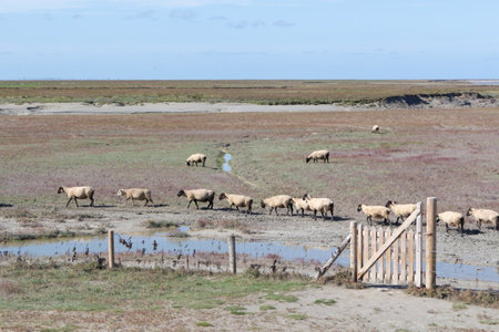 Sheep of salted field near Mont Saint-Michelの写真素材