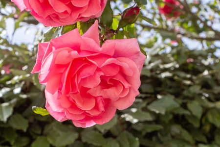 Pink rose in a garden during springの写真素材