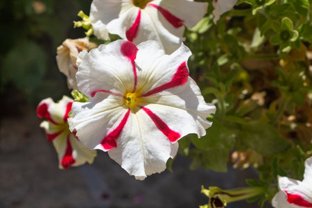 Petunia flowers in a garden during summerの写真素材